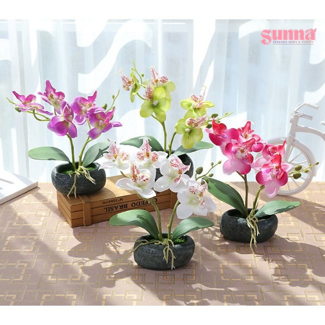 hoa lan để bàn uống nước ngày tết - Sunna.vn