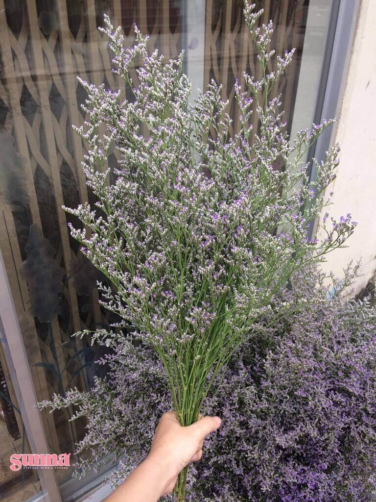 hoa sao tím có cắm nước không Hoa Sao Tím: Tượng trưng cho tình cảm thủy chung và son sắt - FLoLi