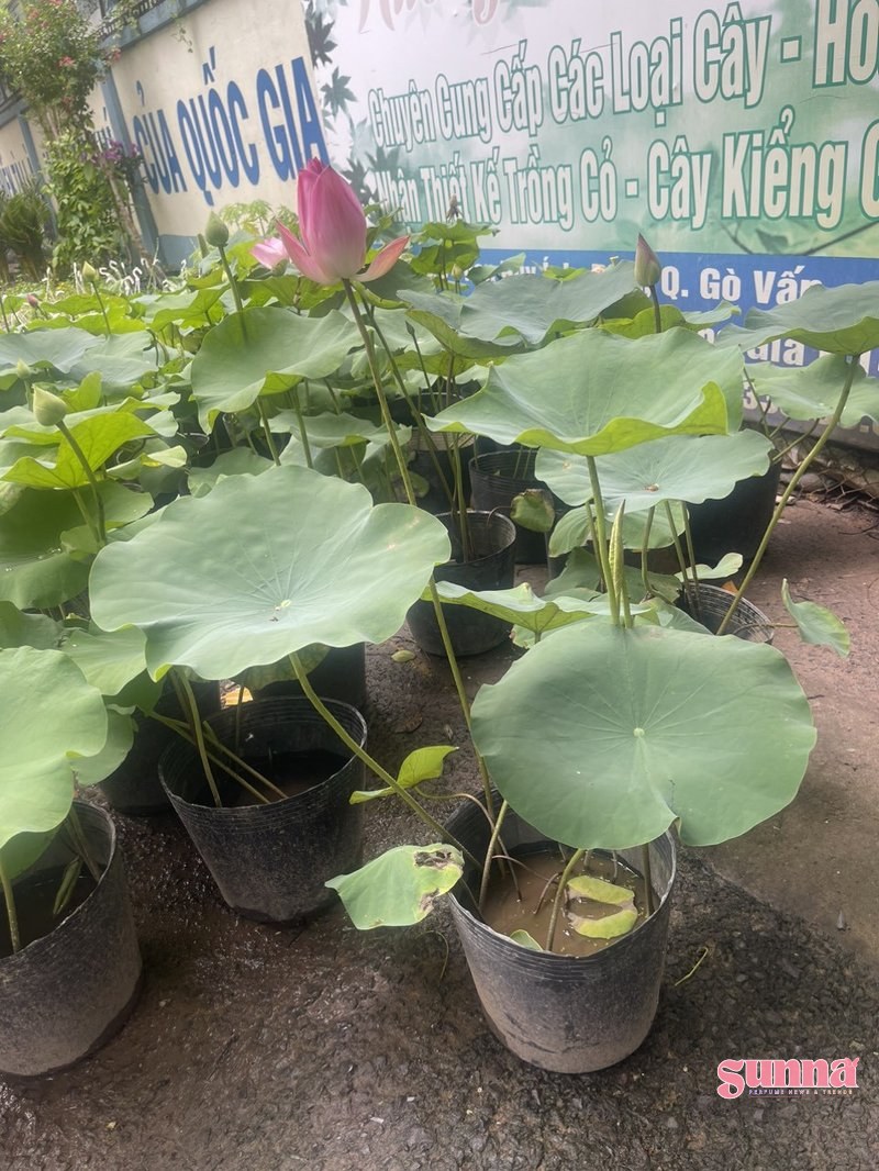 hoa sen nước - Sunna.vn