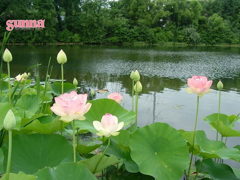 hoa sen nước Hoa sen nước chảy